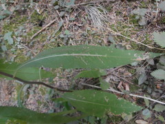 Senecio ovatus alpestris