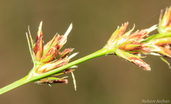 Scleria bulbifera