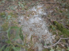 Senecio ovatus alpestris