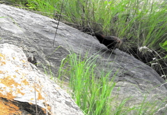 Galloperdix lunulata