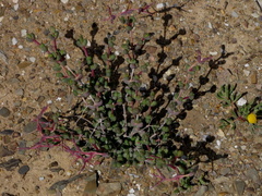 Ruschia centrocapsula