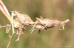 Scleria bulbifera
