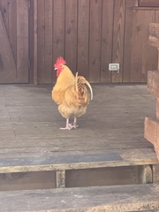 Gallus gallus domesticus