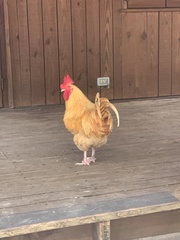 Gallus gallus domesticus