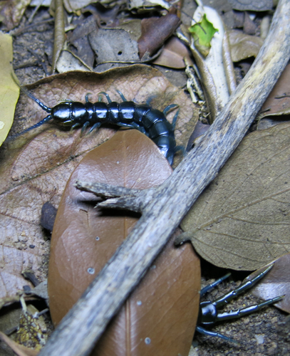 Photo of African Giant Centipede (Ethmostigmus trigonopodus)