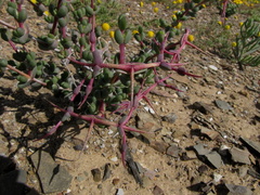 Ruschia centrocapsula