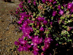 Ruschia centrocapsula