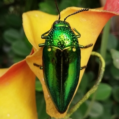 Sternocera