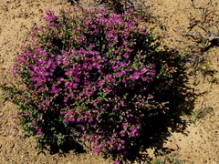 Ruschia centrocapsula