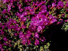 Ruschia centrocapsula