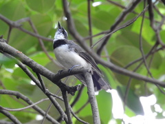 Rhipidura nigritorquis