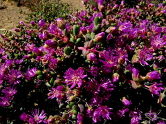 Ruschia centrocapsula