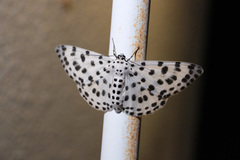 Antipercnia albinigrata