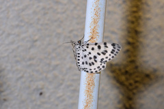 Antipercnia albinigrata