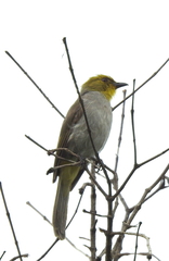 Pycnonotus xantholaemus