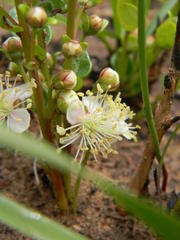 Eugenia albanensis