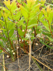 Eugenia albanensis
