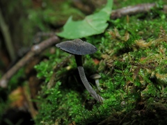 Hydropus atramentosus