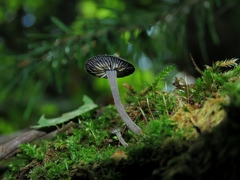 Hydropus atramentosus