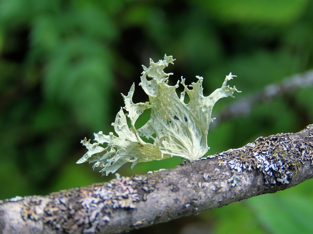 Ramalina asahinana