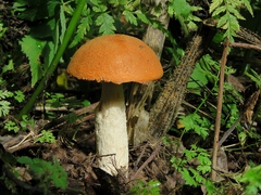 Leccinum albostipitatum