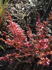 Erica intervallaris