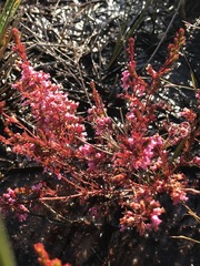 Erica intervallaris