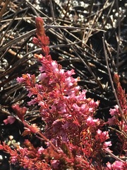 Erica intervallaris