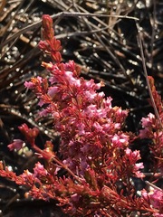 Erica intervallaris