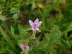Erodium cicutarium