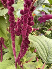 Amaranthus caudatus