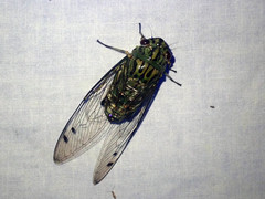 Orientopsaltria moultoni