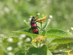 Hycleus biundulatus