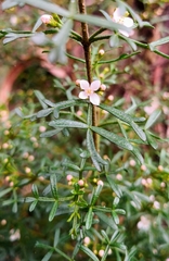 Cyanothamnus anemonifolius variabilis