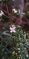 Cyanothamnus anemonifolius variabilis