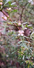 Cyanothamnus anemonifolius variabilis