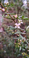 Cyanothamnus anemonifolius variabilis