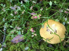 Suillus variegatus
