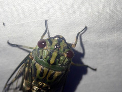 Orientopsaltria moultoni