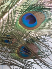 Pavo cristatus
