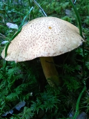 Suillus variegatus