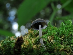 Hydropus atramentosus