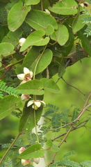 Cynanchum annularium
