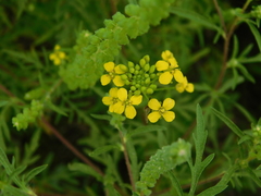 Sisymbrium loeselii