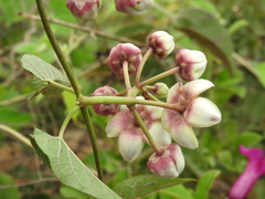 Cynanchum annularium