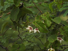 Cynanchum annularium
