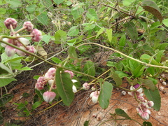 Cynanchum annularium
