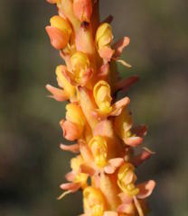 Disa chrysostachya