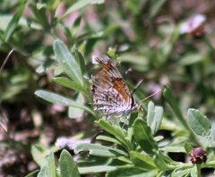 Phyciodes phaon