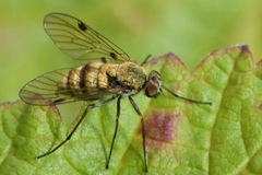 Chrysopilus helvolus